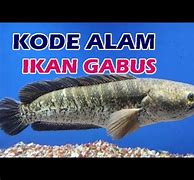 Mimpi Dapat Ikan Toman Besar Togel